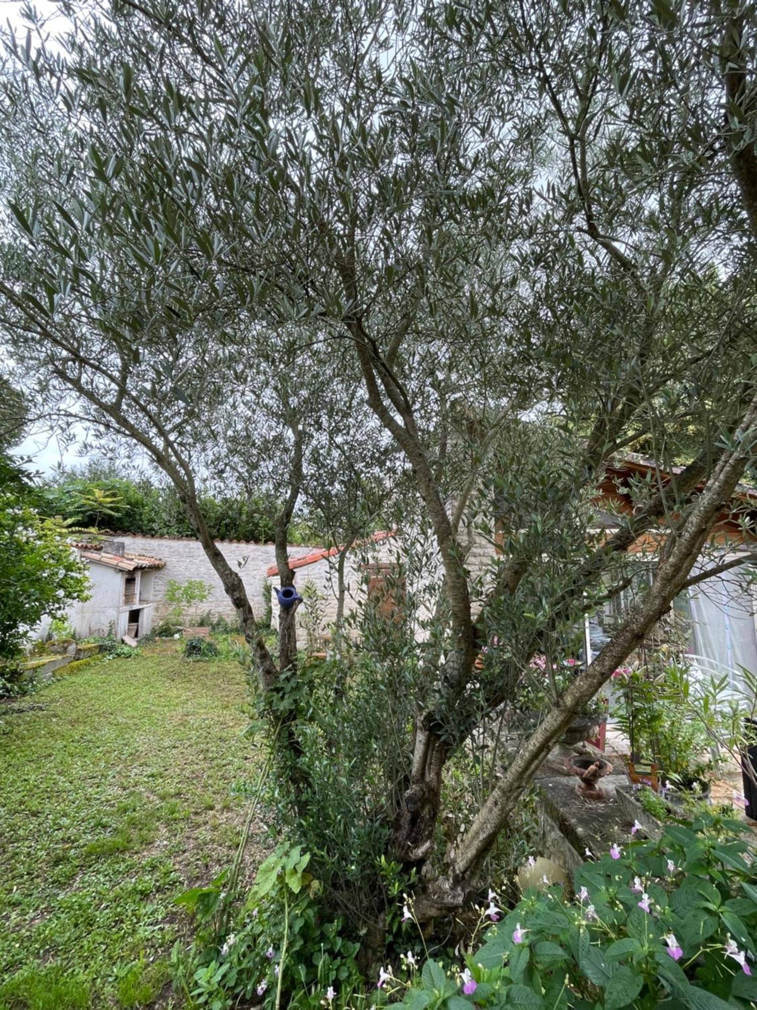 Sous L Olivier Appartement Tusson Buitenkant foto